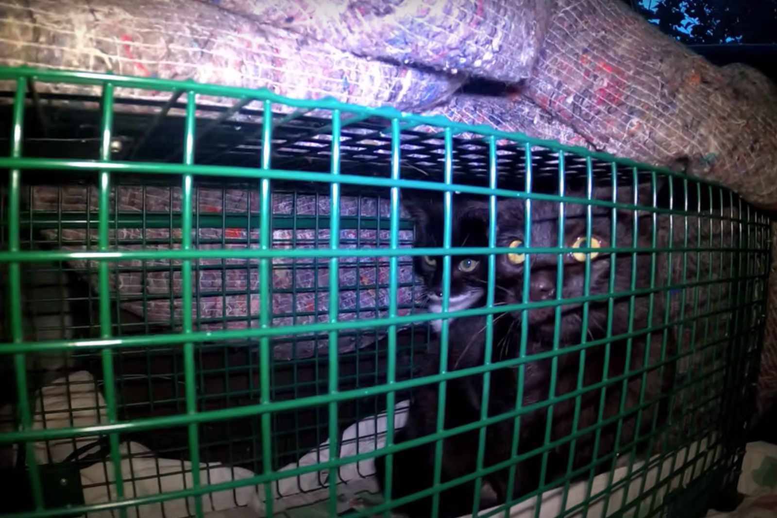 two black kittens in cage