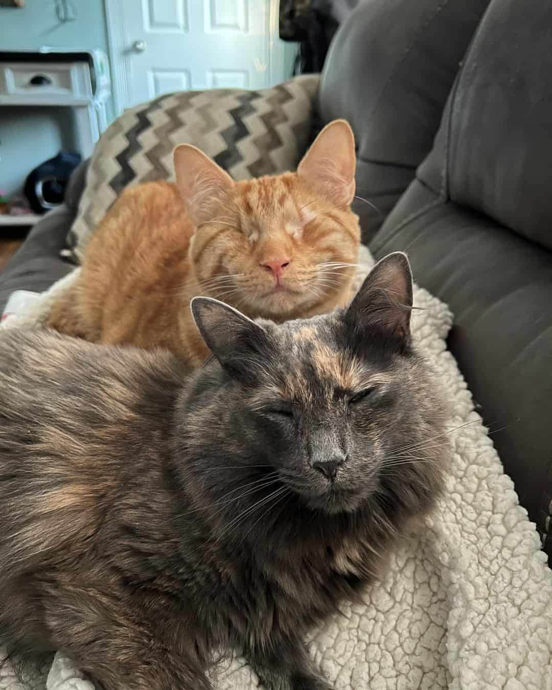 two blind cats napping together