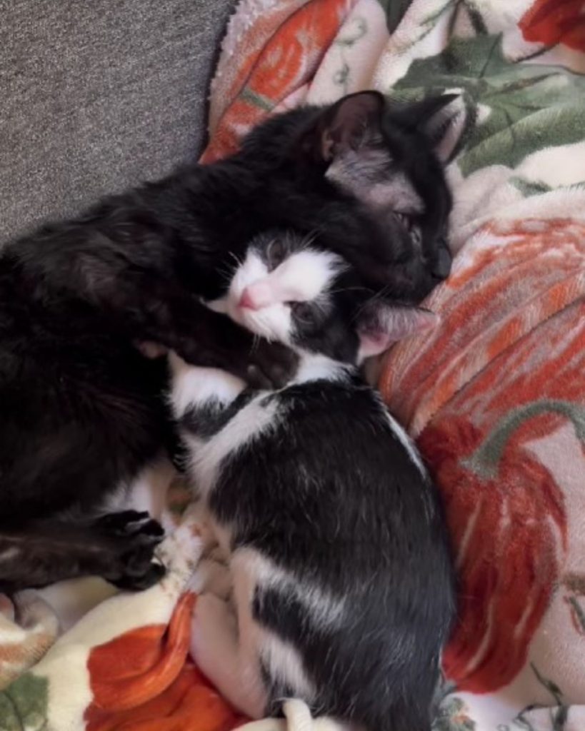 two cats are lying face to face on a colorful blanket