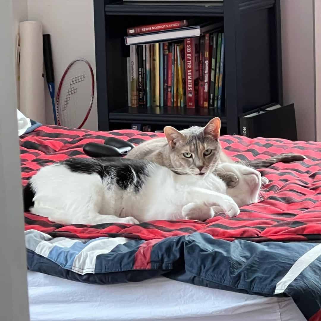 two cats are playing on the bed