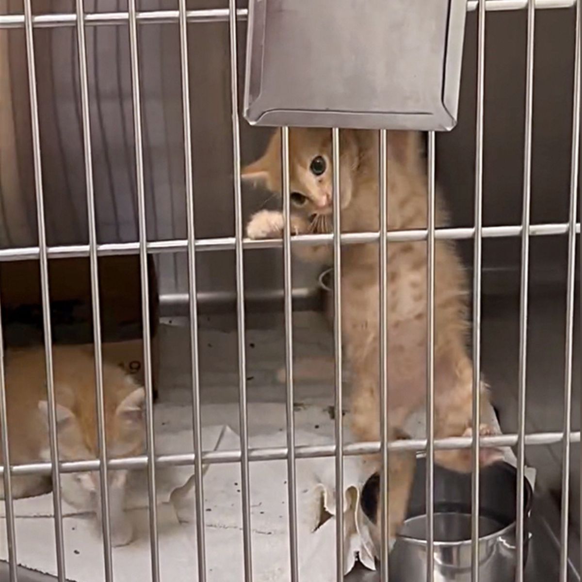 two cats in a kennel