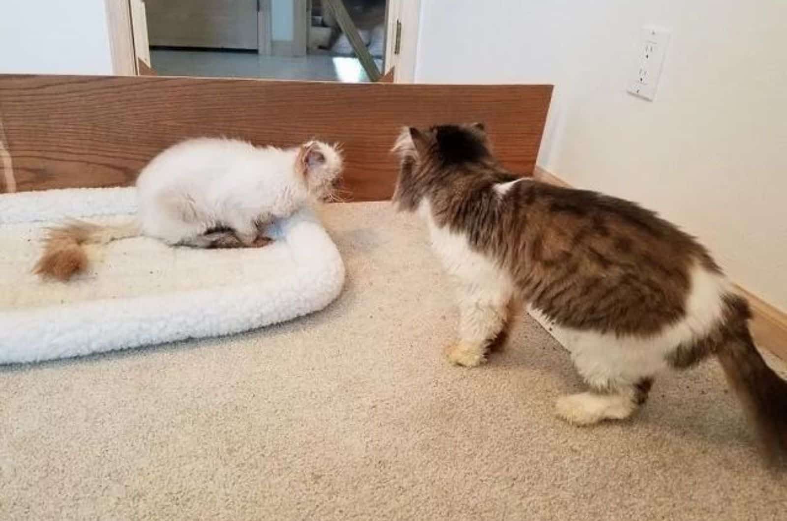 two cats in livingroom