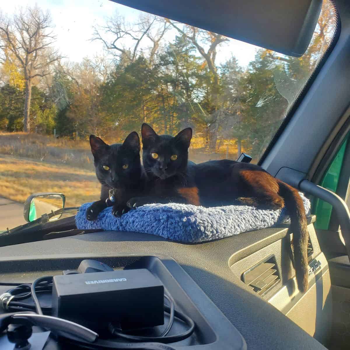 two cats in the car