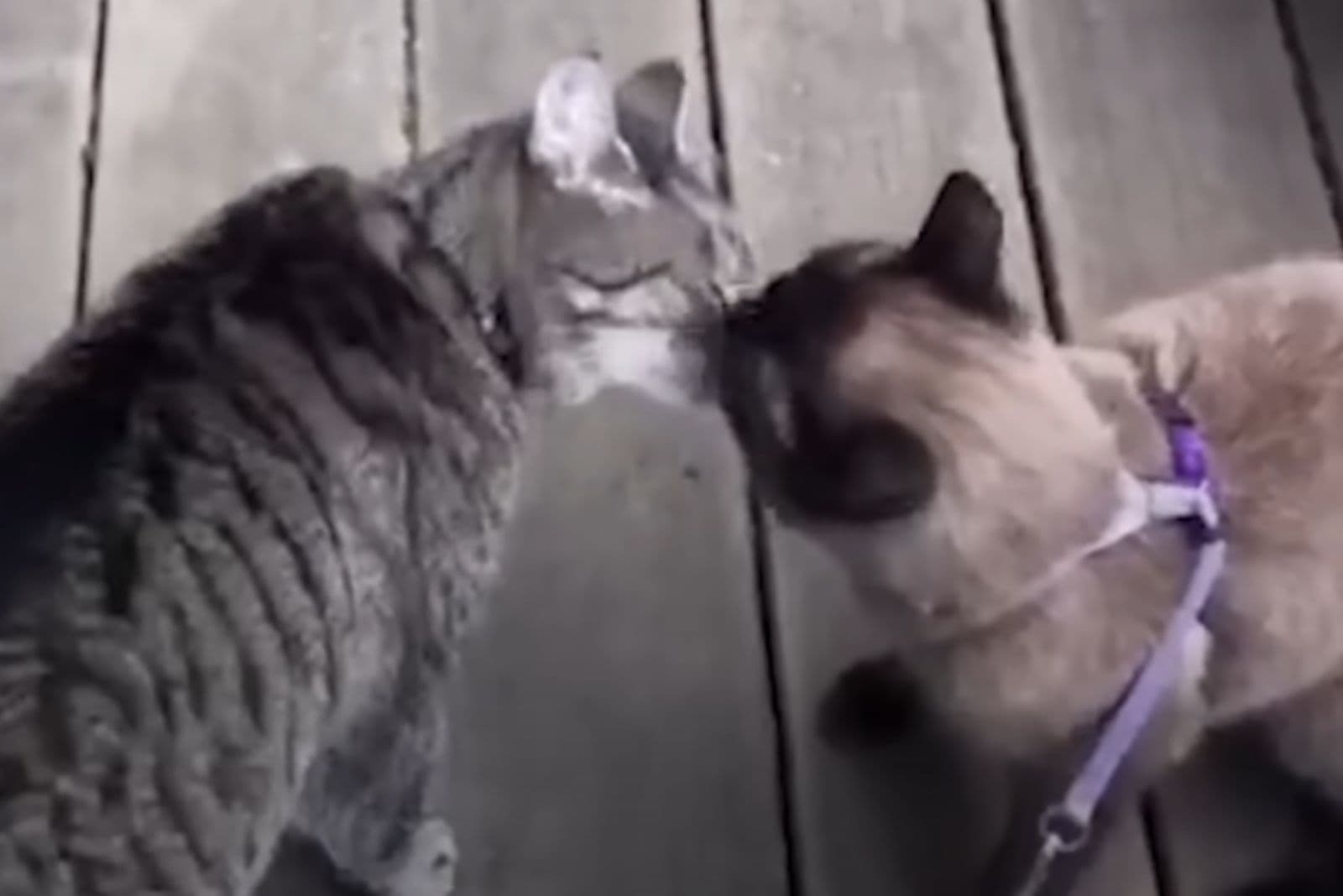 two cats kissing