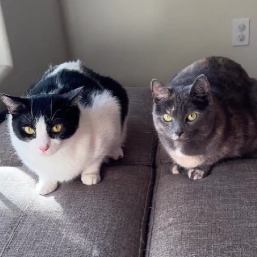 two cats laying on the bed