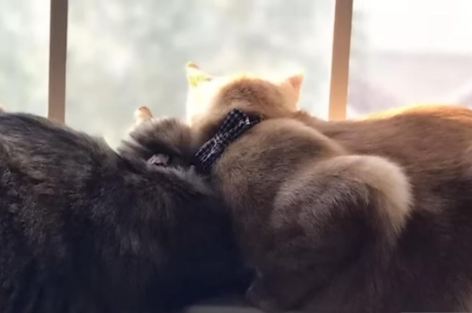 two cats looking through window