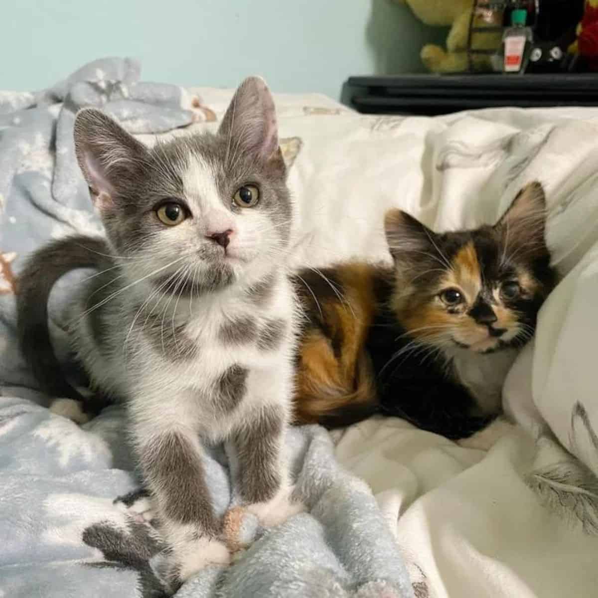 two cats lying in bed