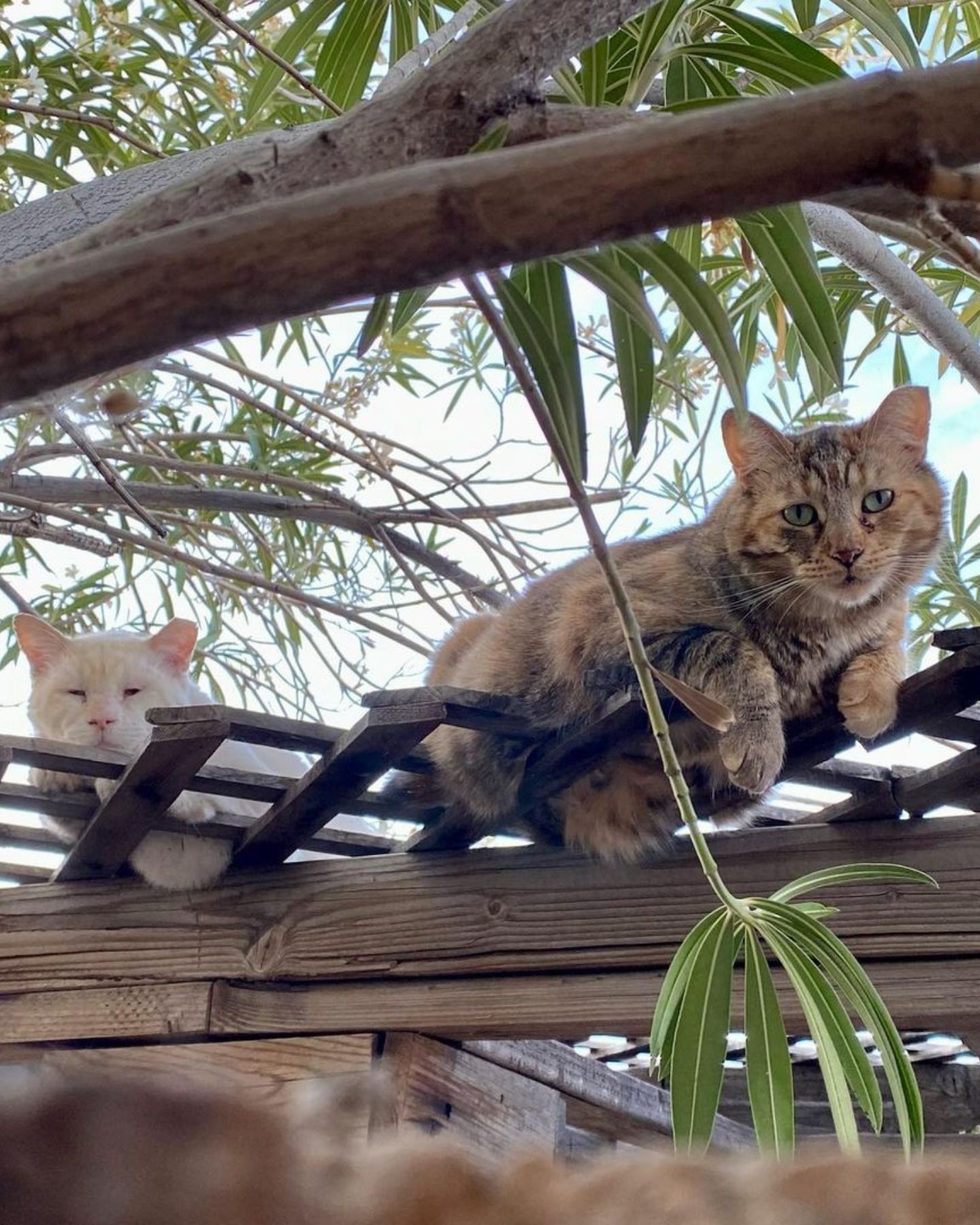 two cats lying on wooden construction