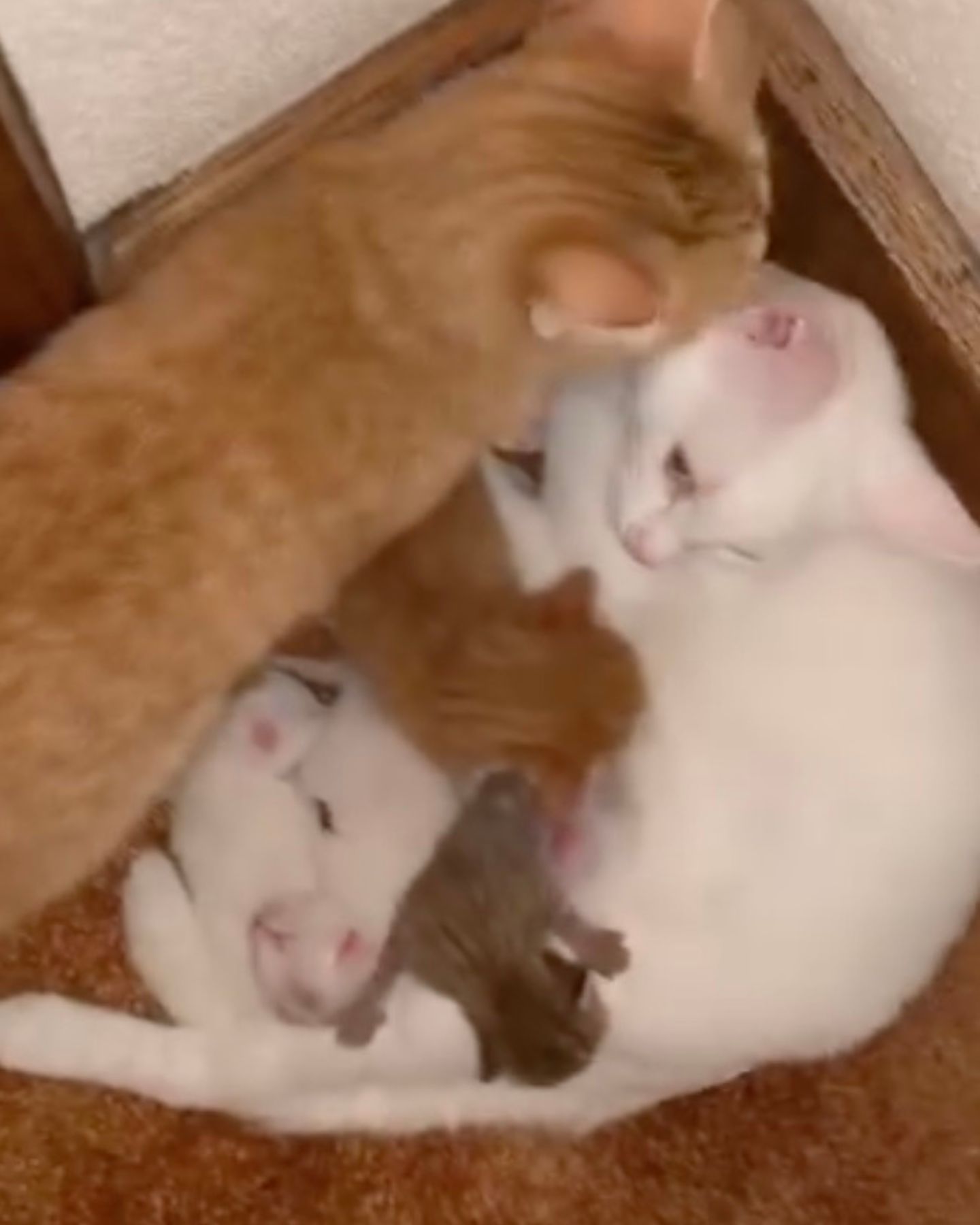 two cats lying with kittens