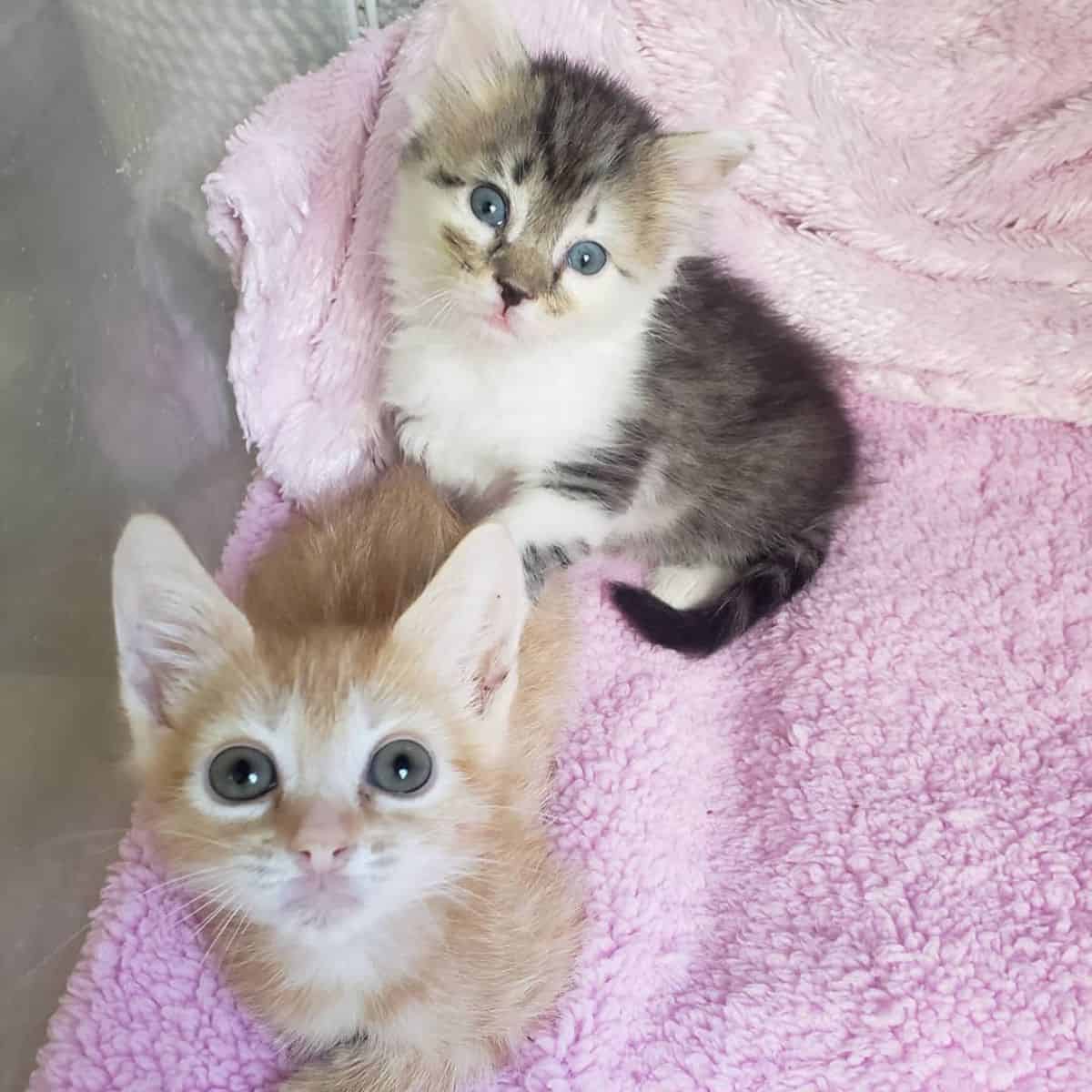 two cats on pink blanket