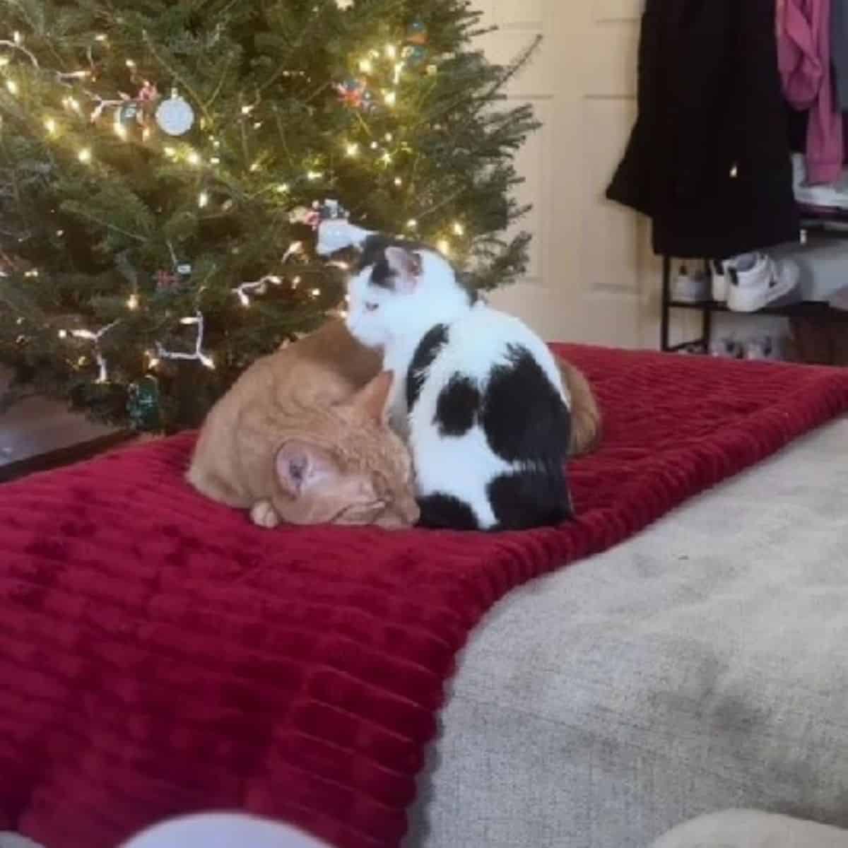 two cats on red blanket