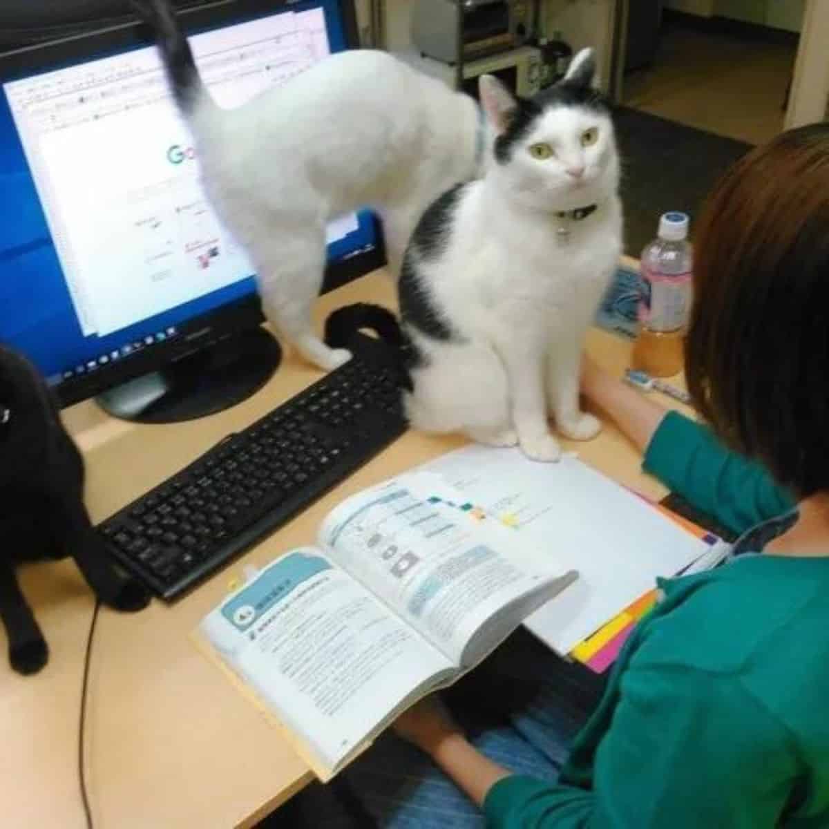 two cats on the desk