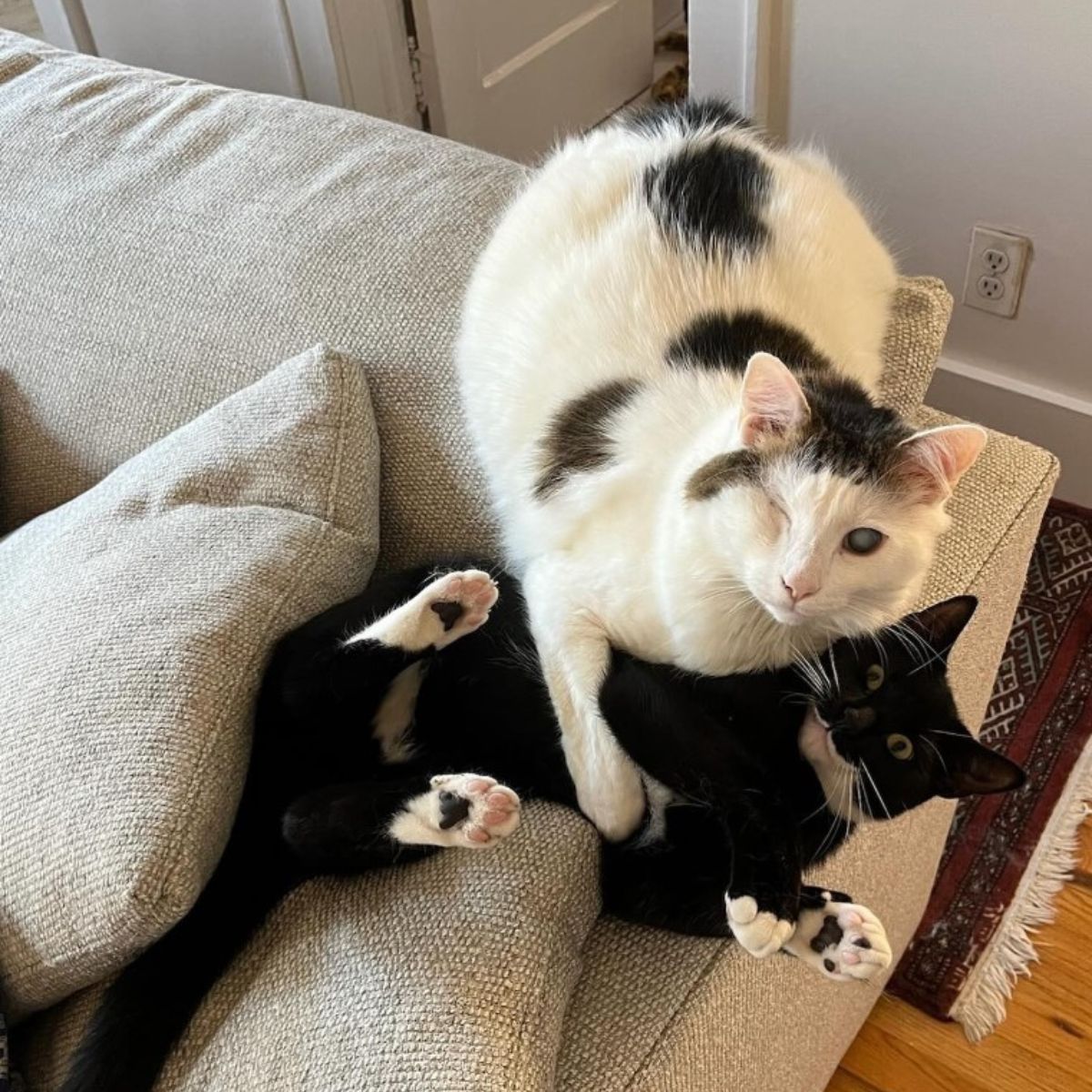 two cats on the edge of couch