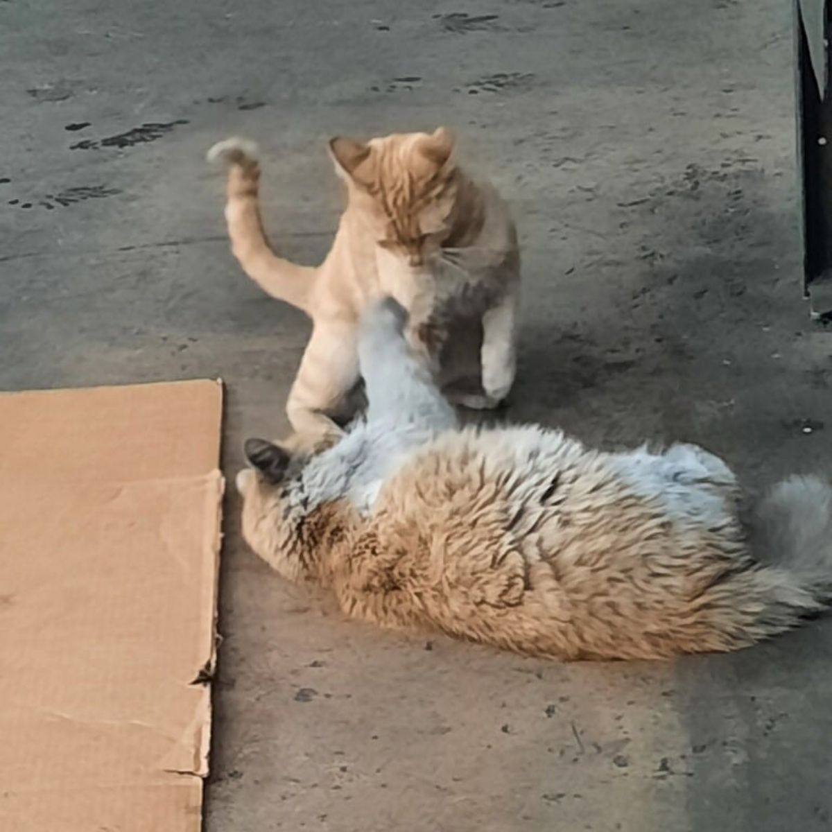 two cats playing