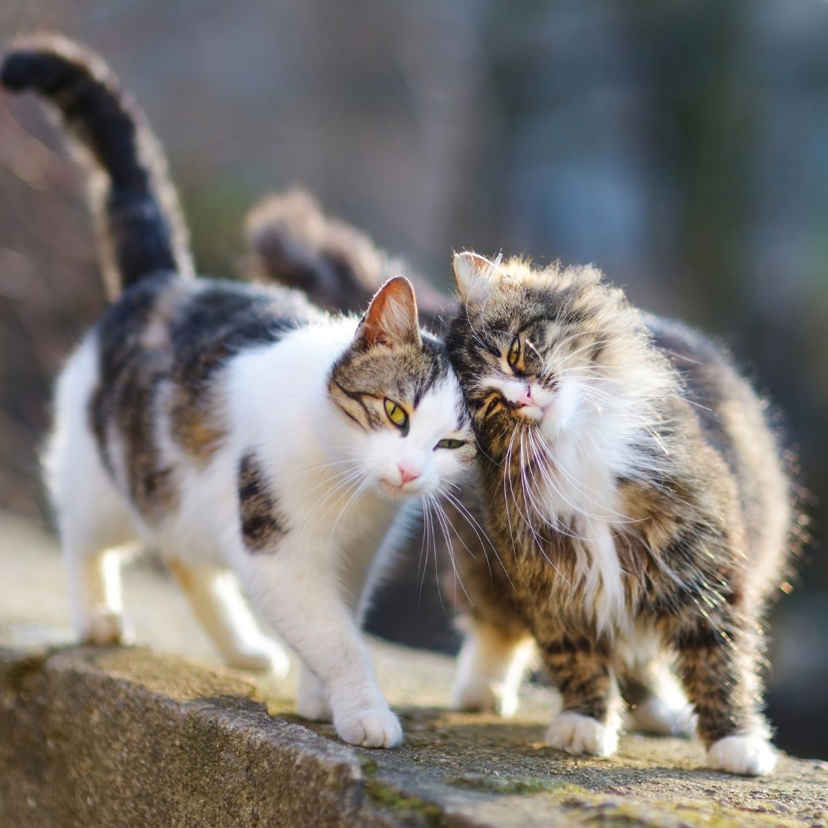 two cats rubbing their heads