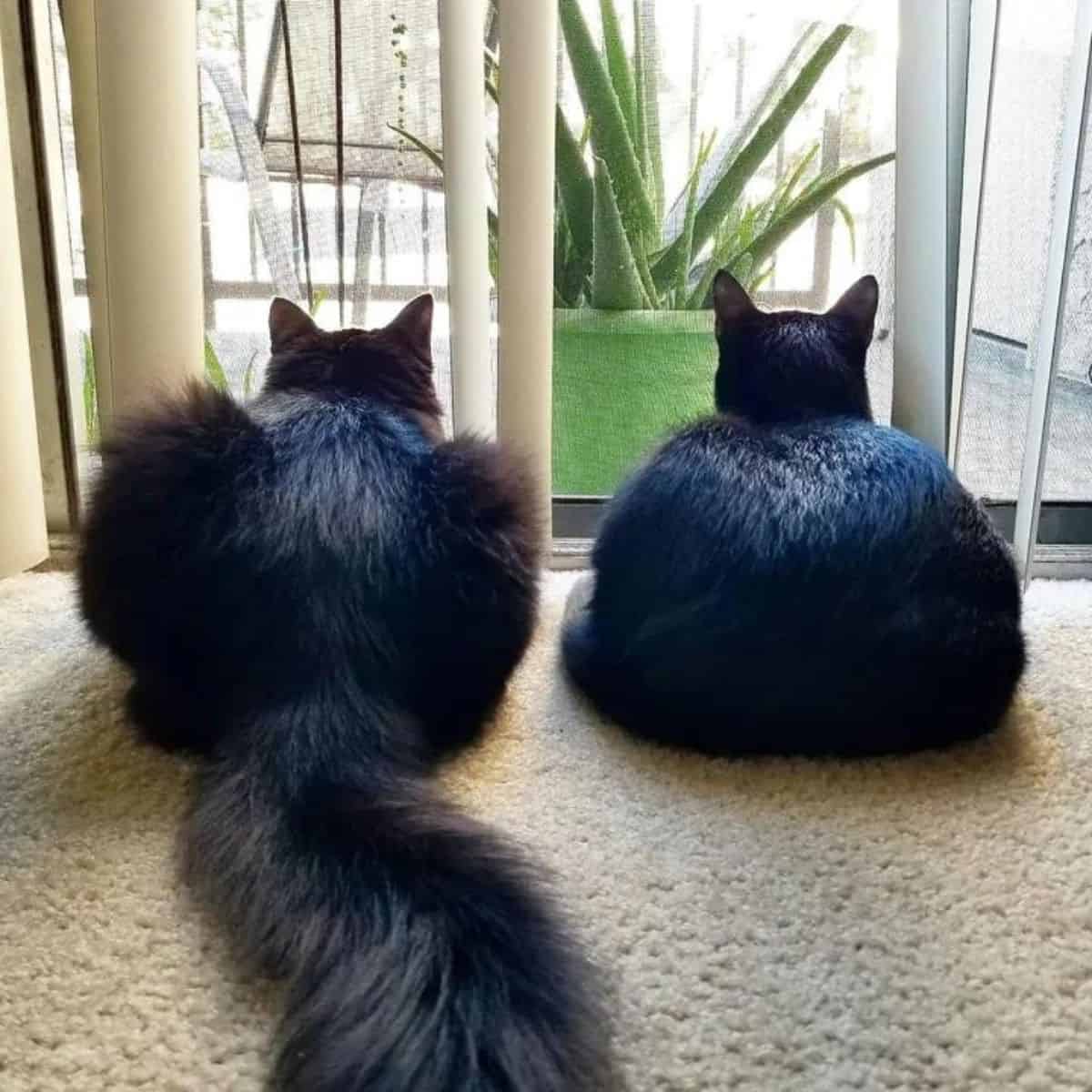 two cats sitting on a floor