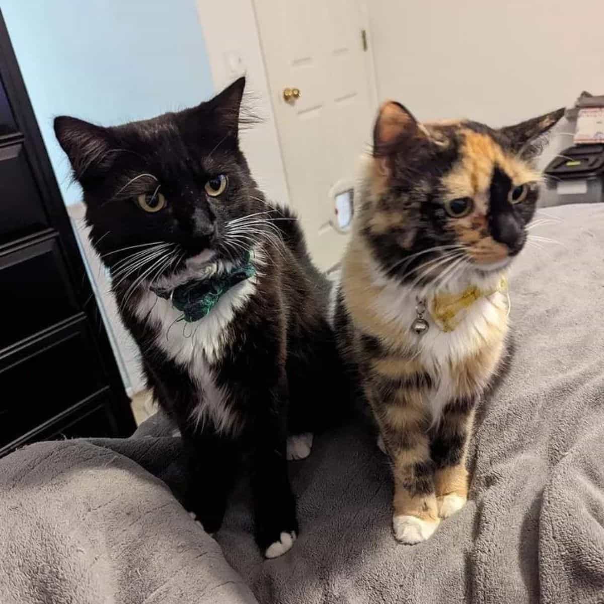 two cats sitting on a grey blanket