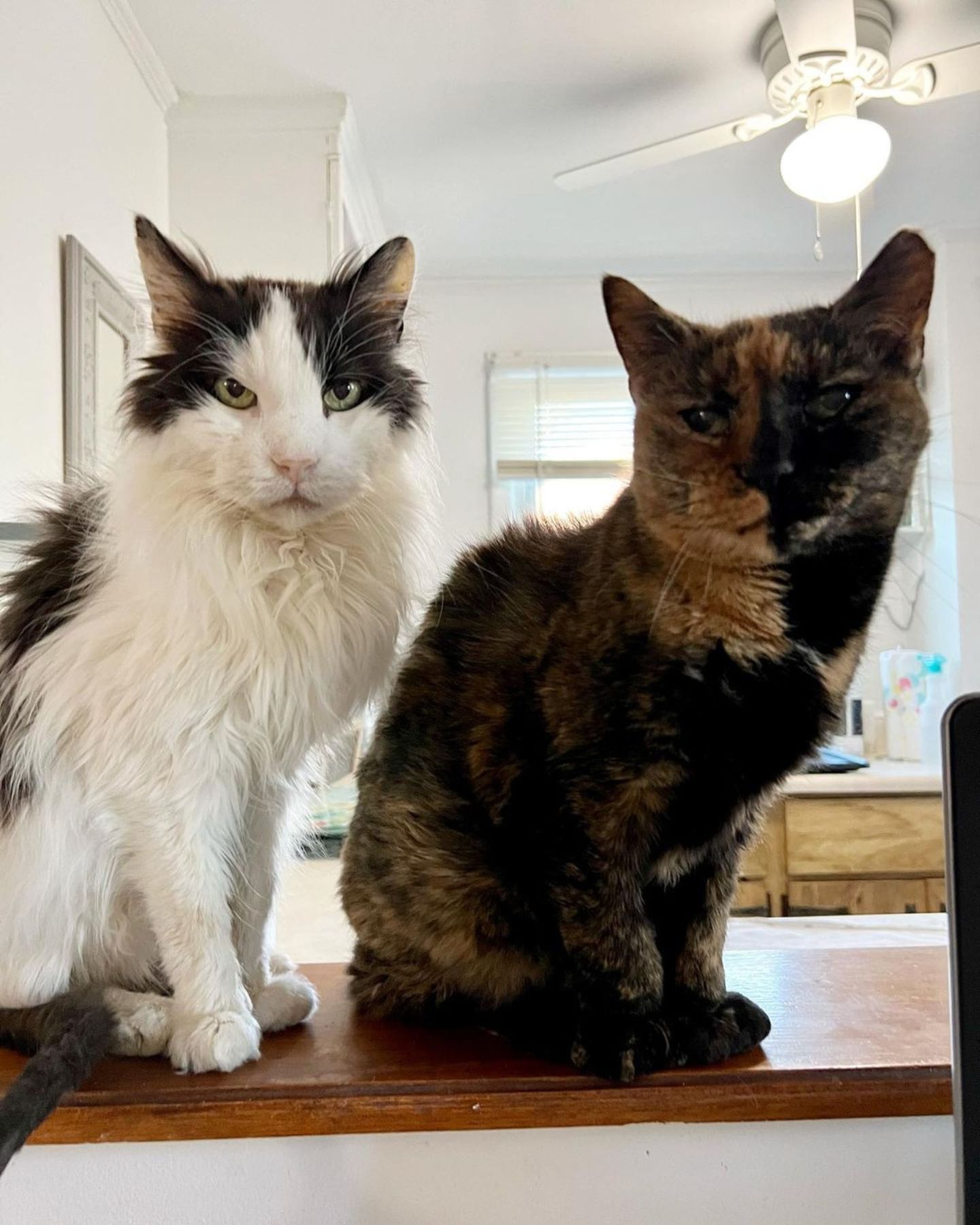 two cats sitting on counter