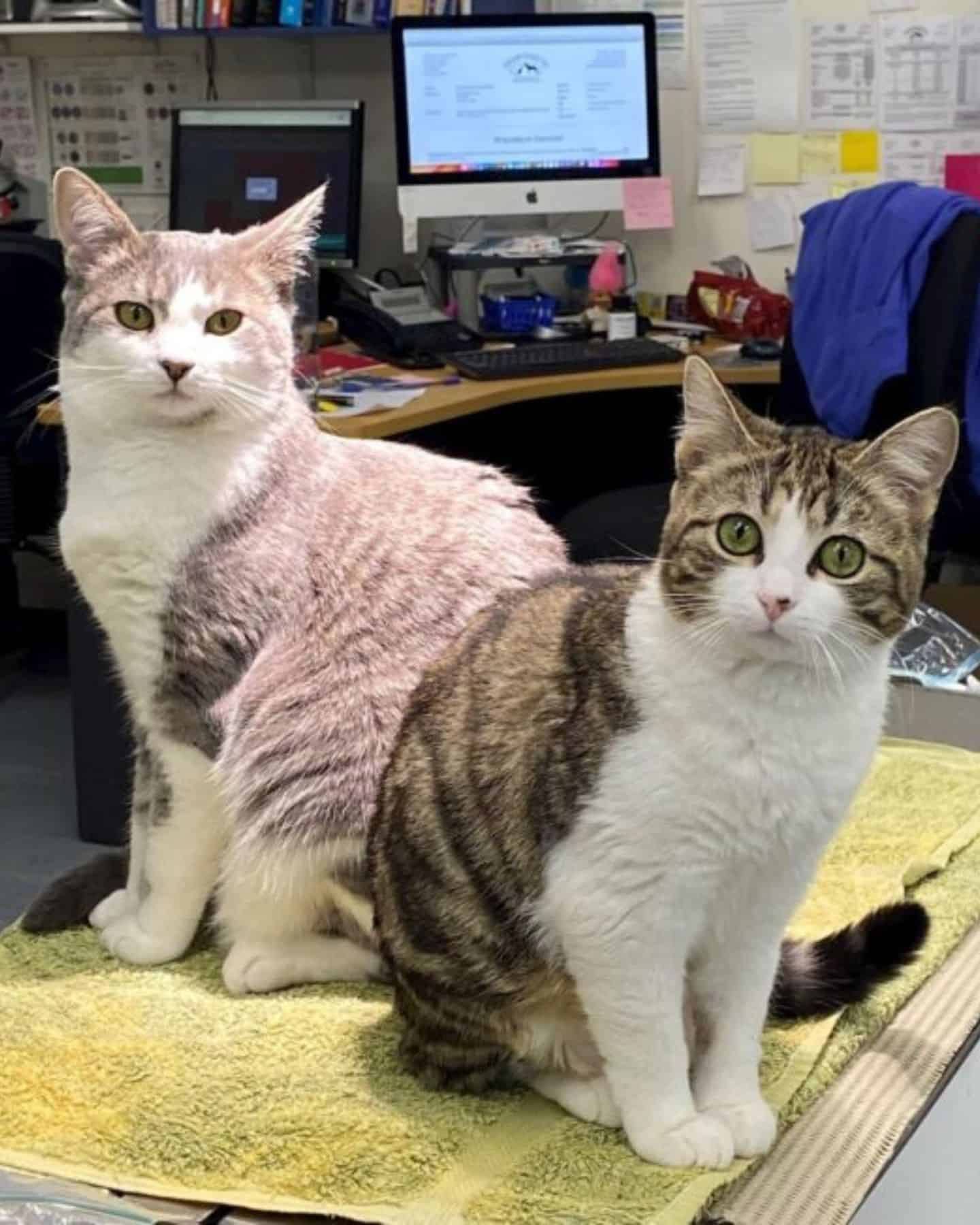 two cats sitting on yellow towel