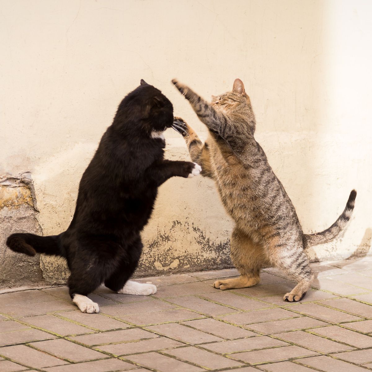 two cats standing on back legs