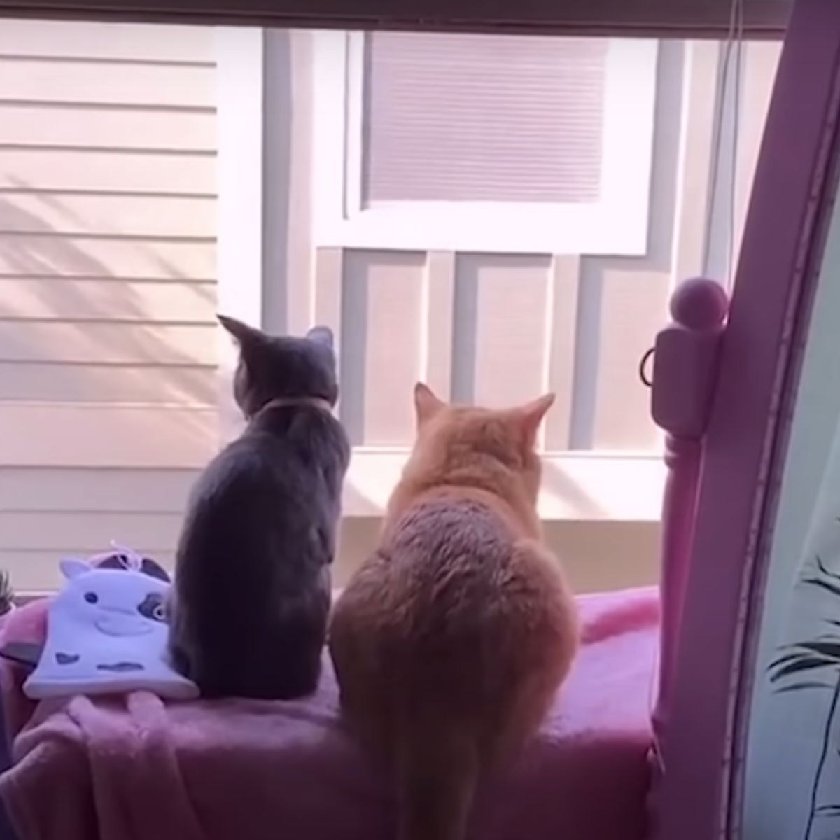 two cats watching trough window