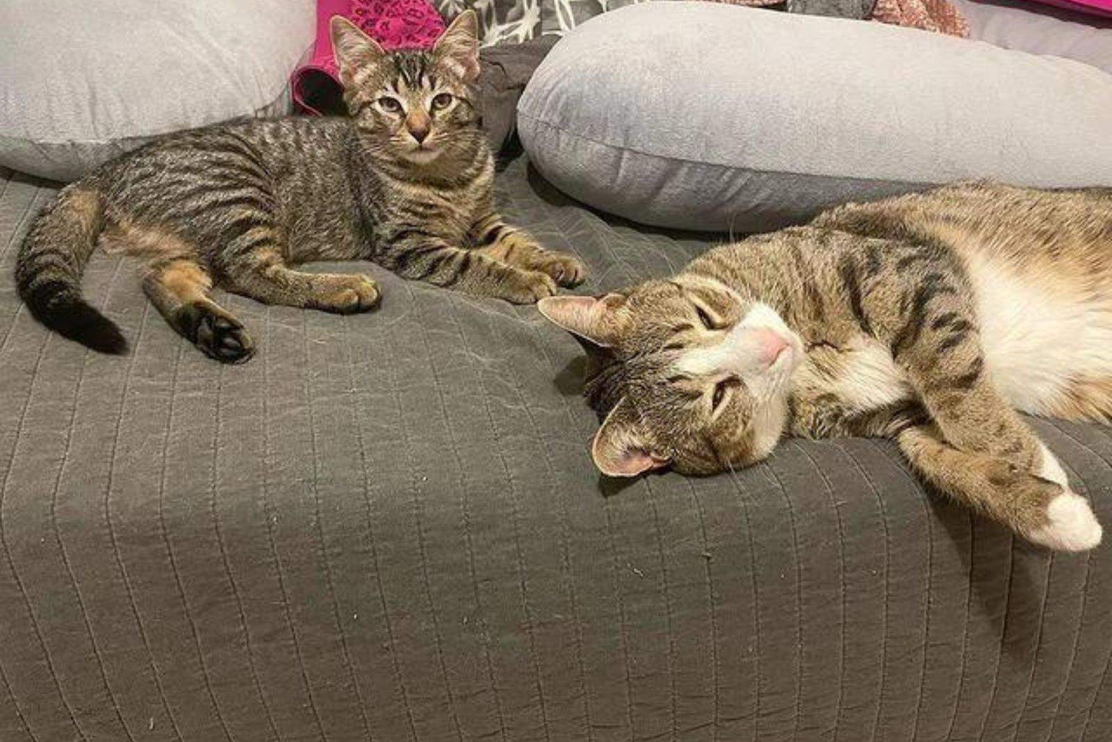 two colorful cats on the bed