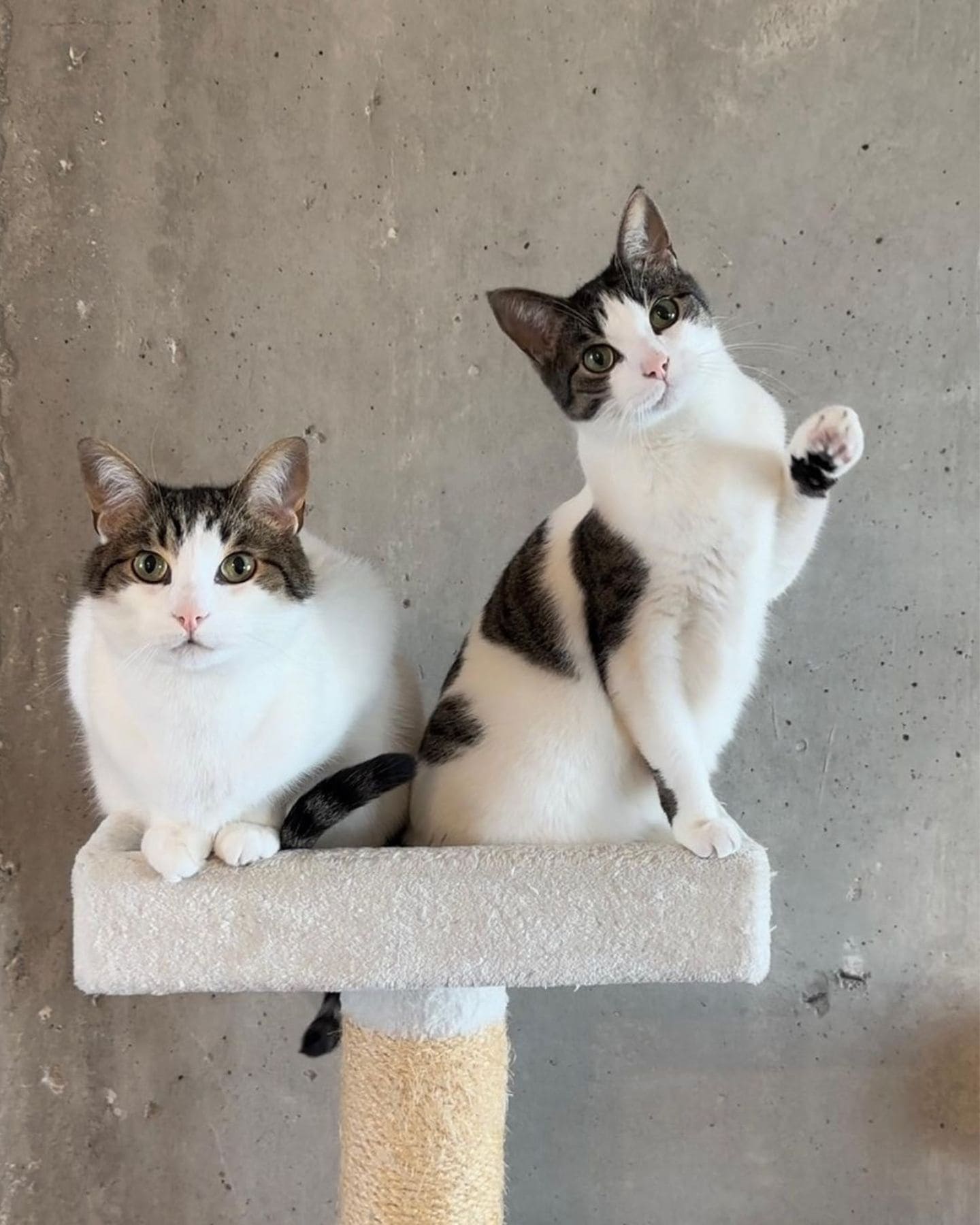 two cute cats in a house