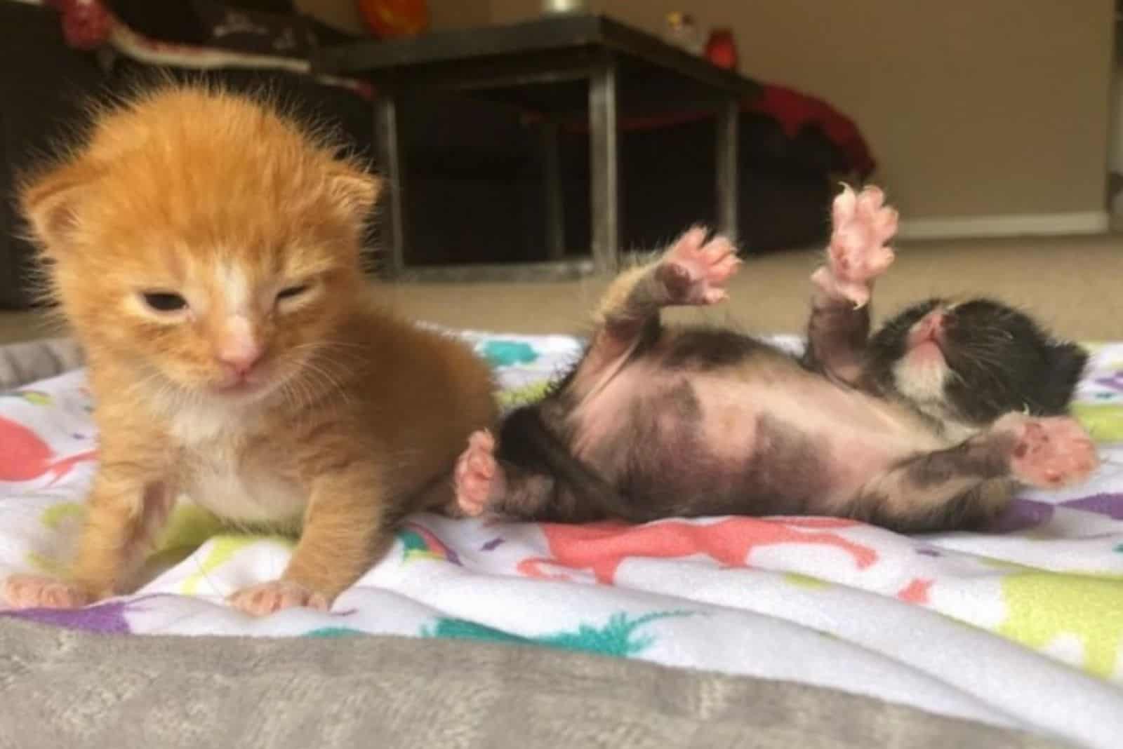 two cute kittens are playing on the rug