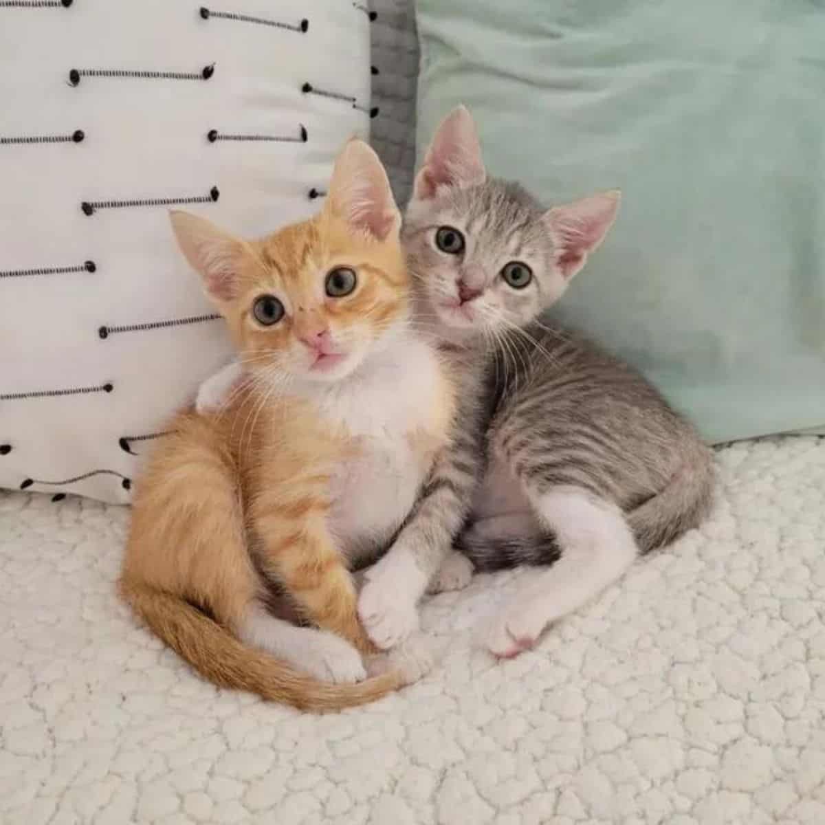 two cute kittens are sitting next to each other at the session