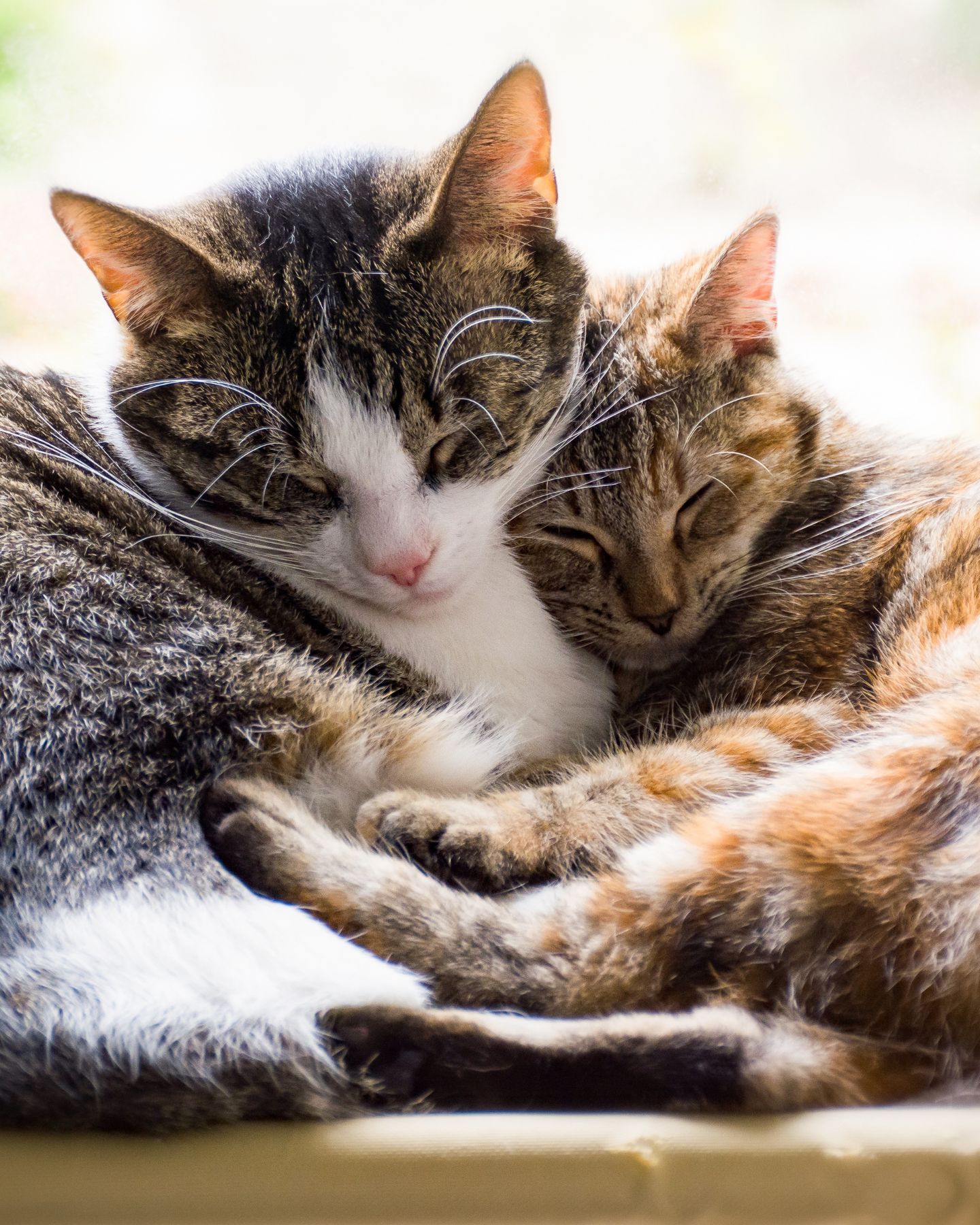 two domestic cats sleeping together