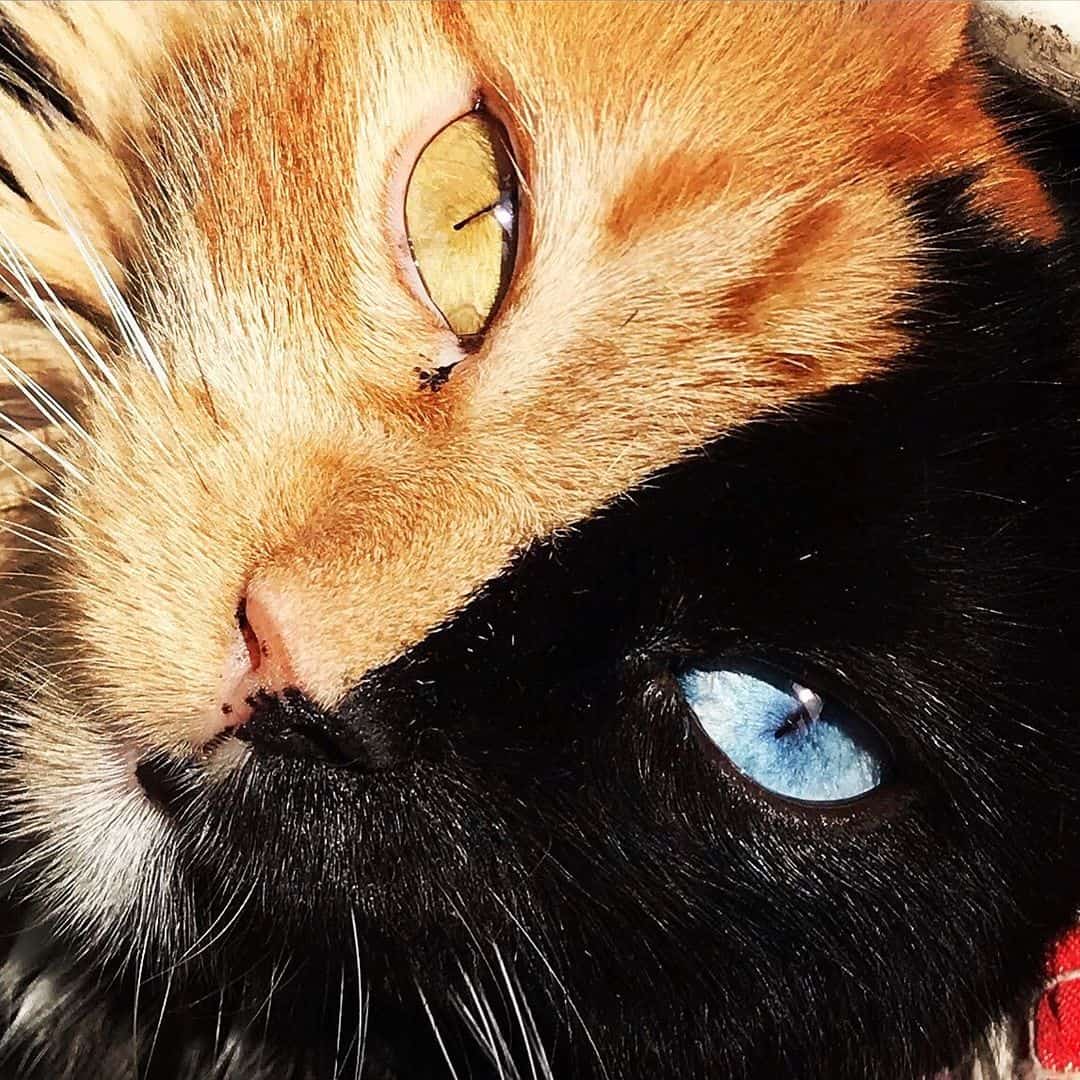 two faced cat