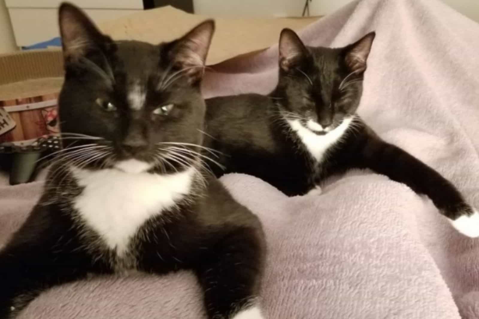 two frowning cats lie on a blanket