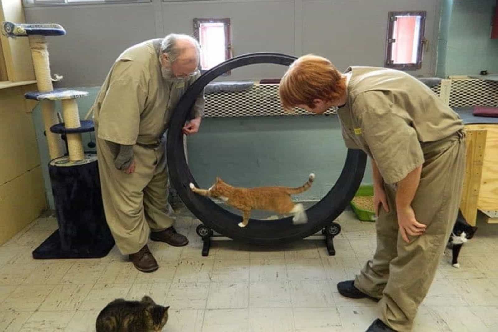 two guys and cat running in wheel