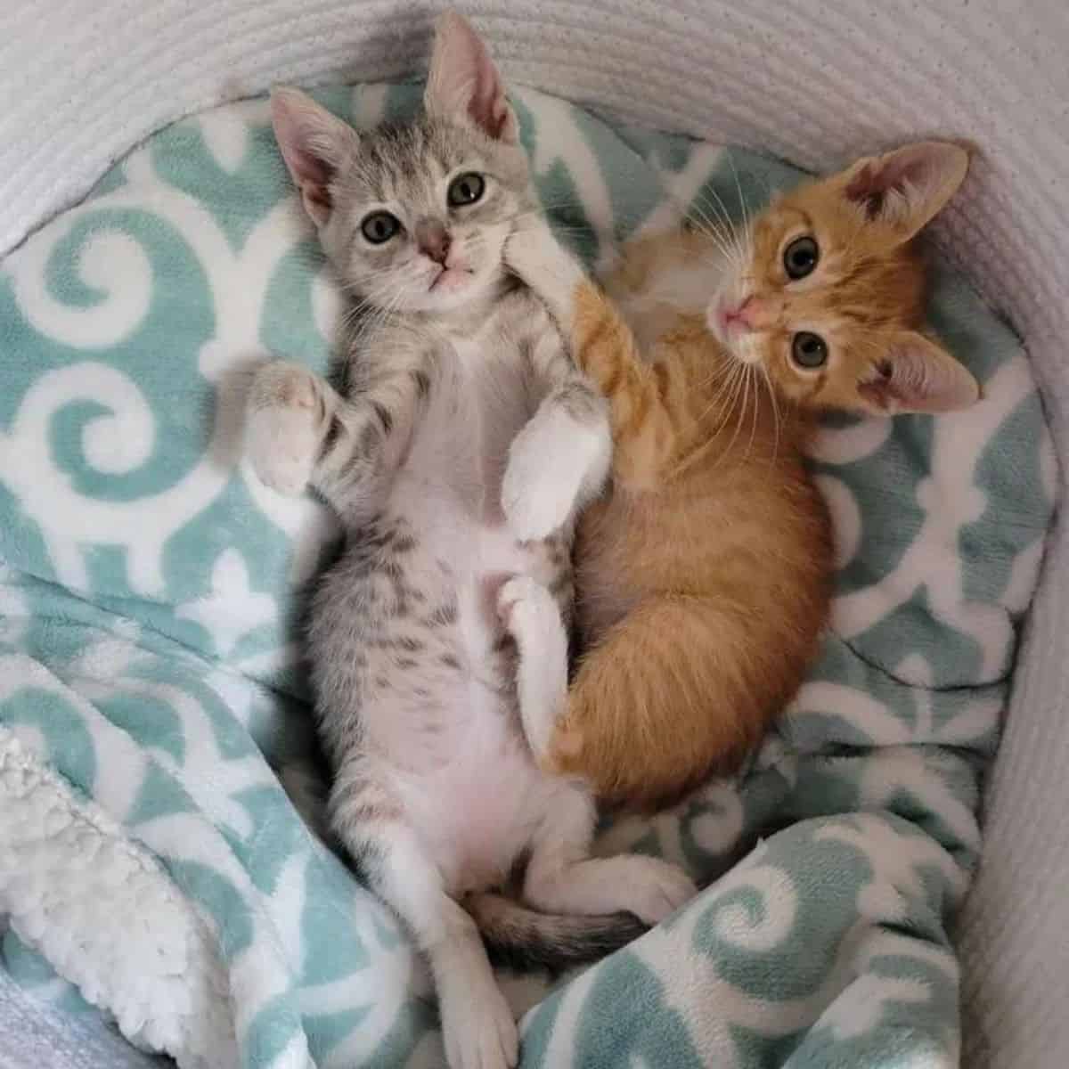 two kittens are playing in a basket