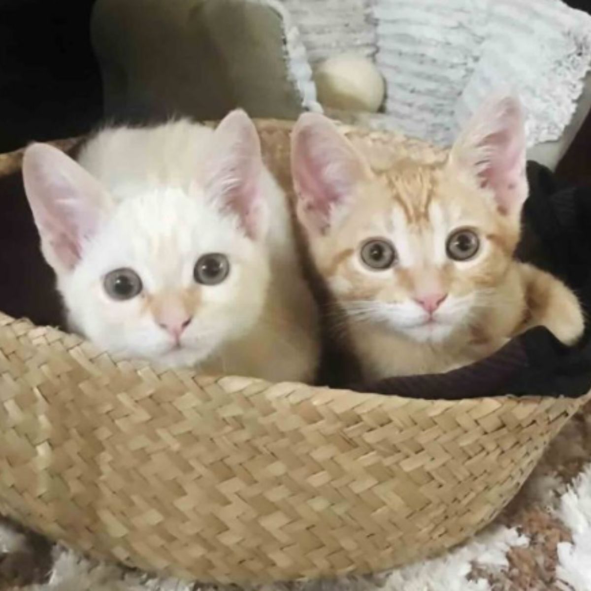 two kittens in a basket