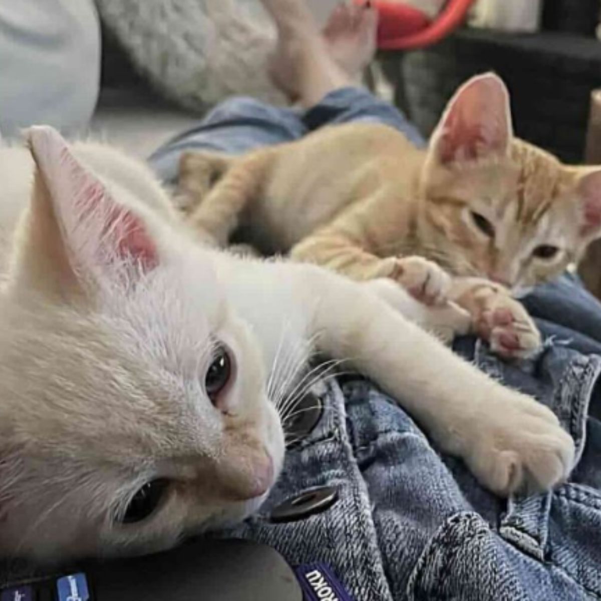 two kittens laying on a owner