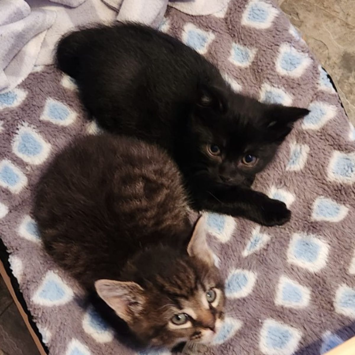 two kittens lying next to each other