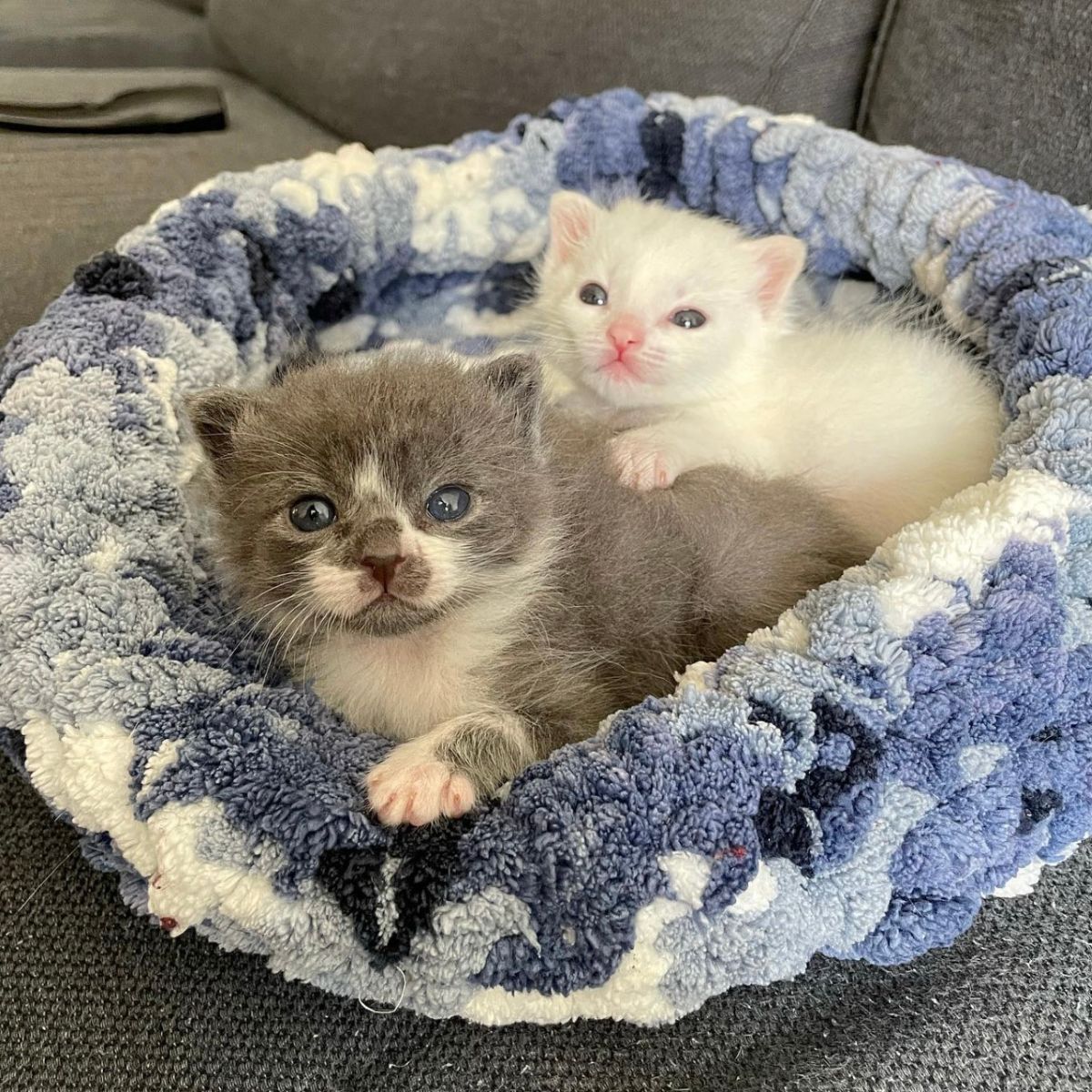 two kittens lying together