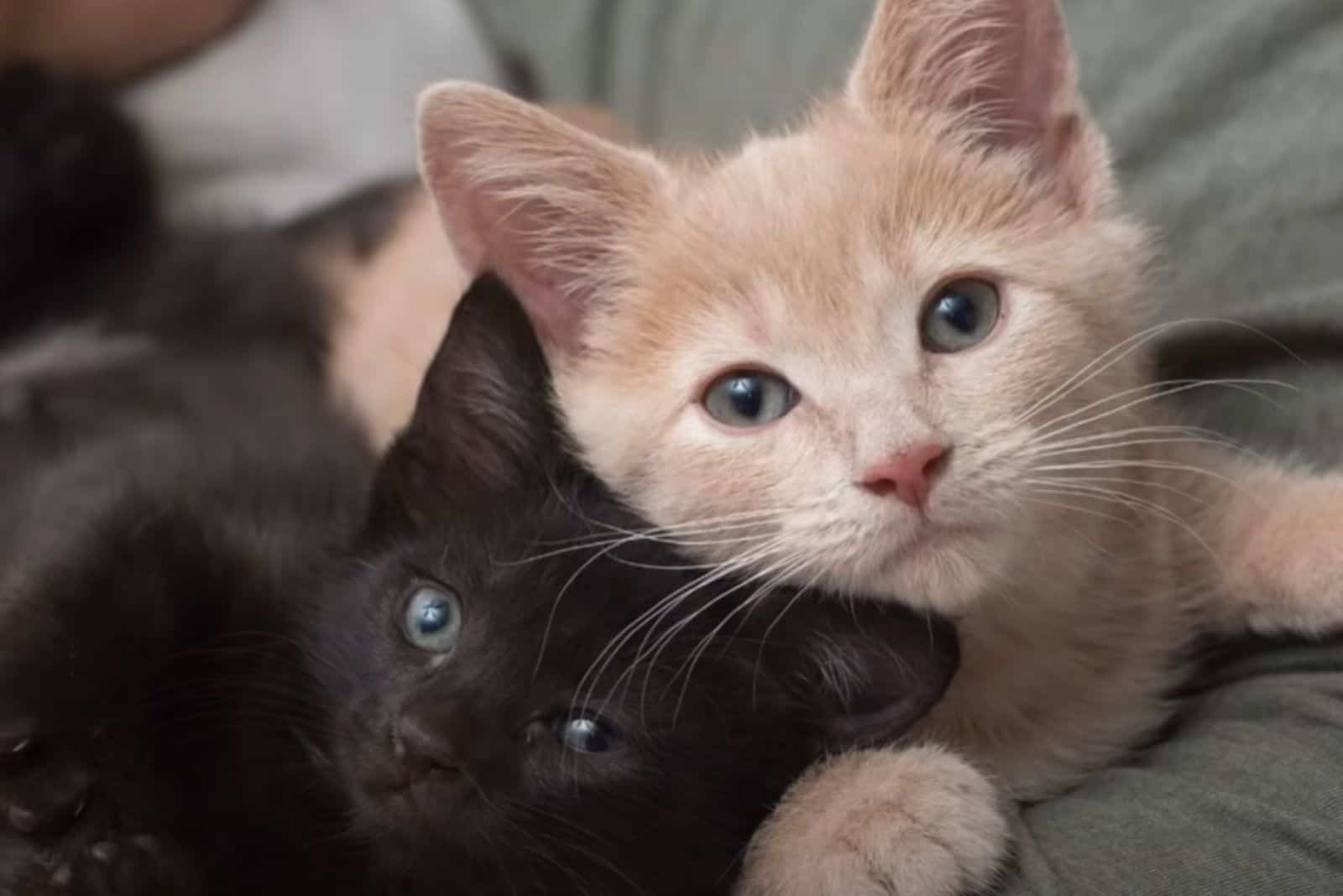 two kittens named tetley and chloe