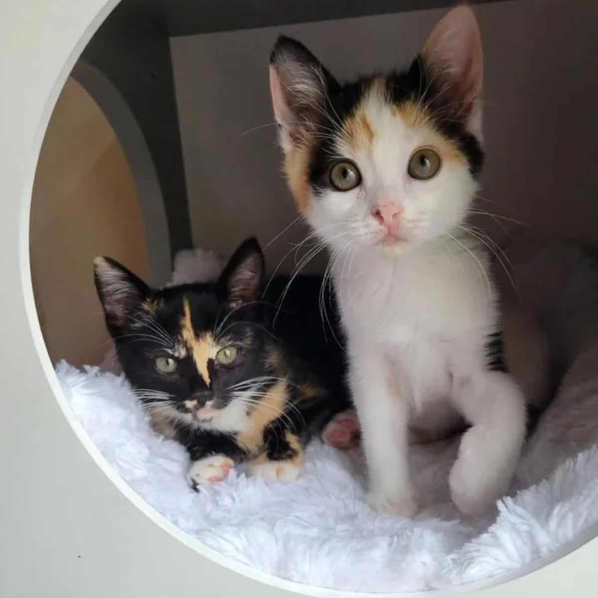 two kittens