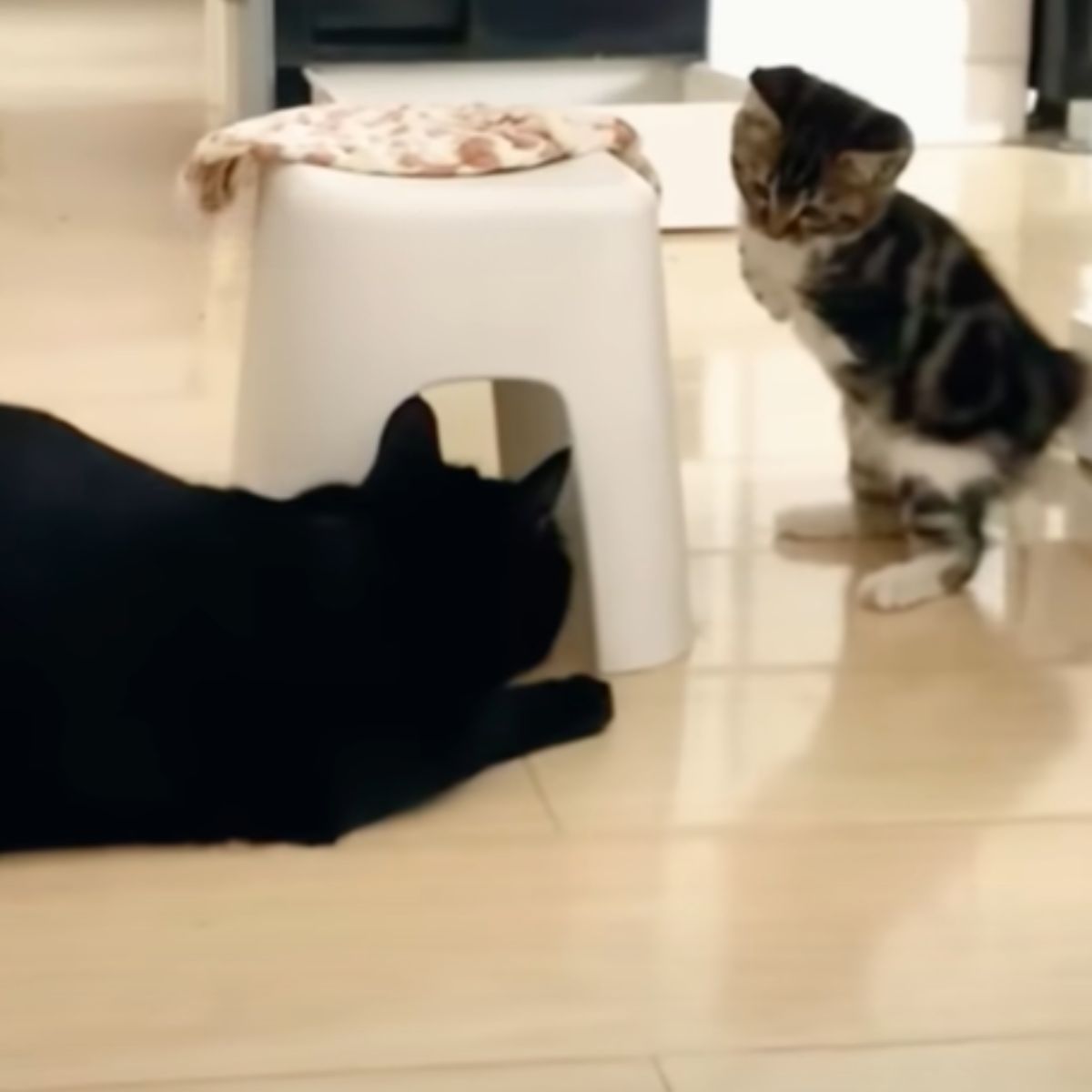 two legged kitten looking at cat