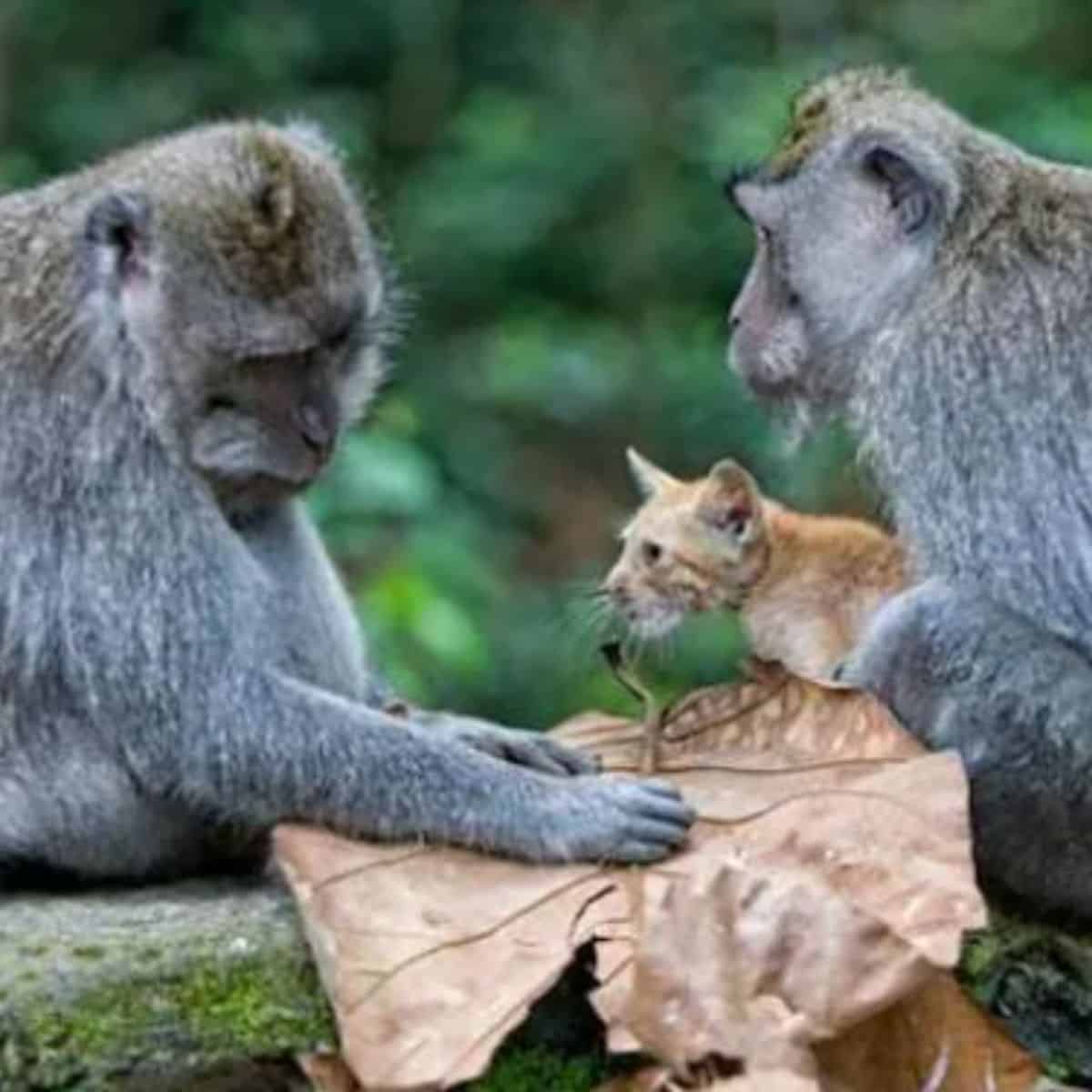 two monkeys hold cats in their arms