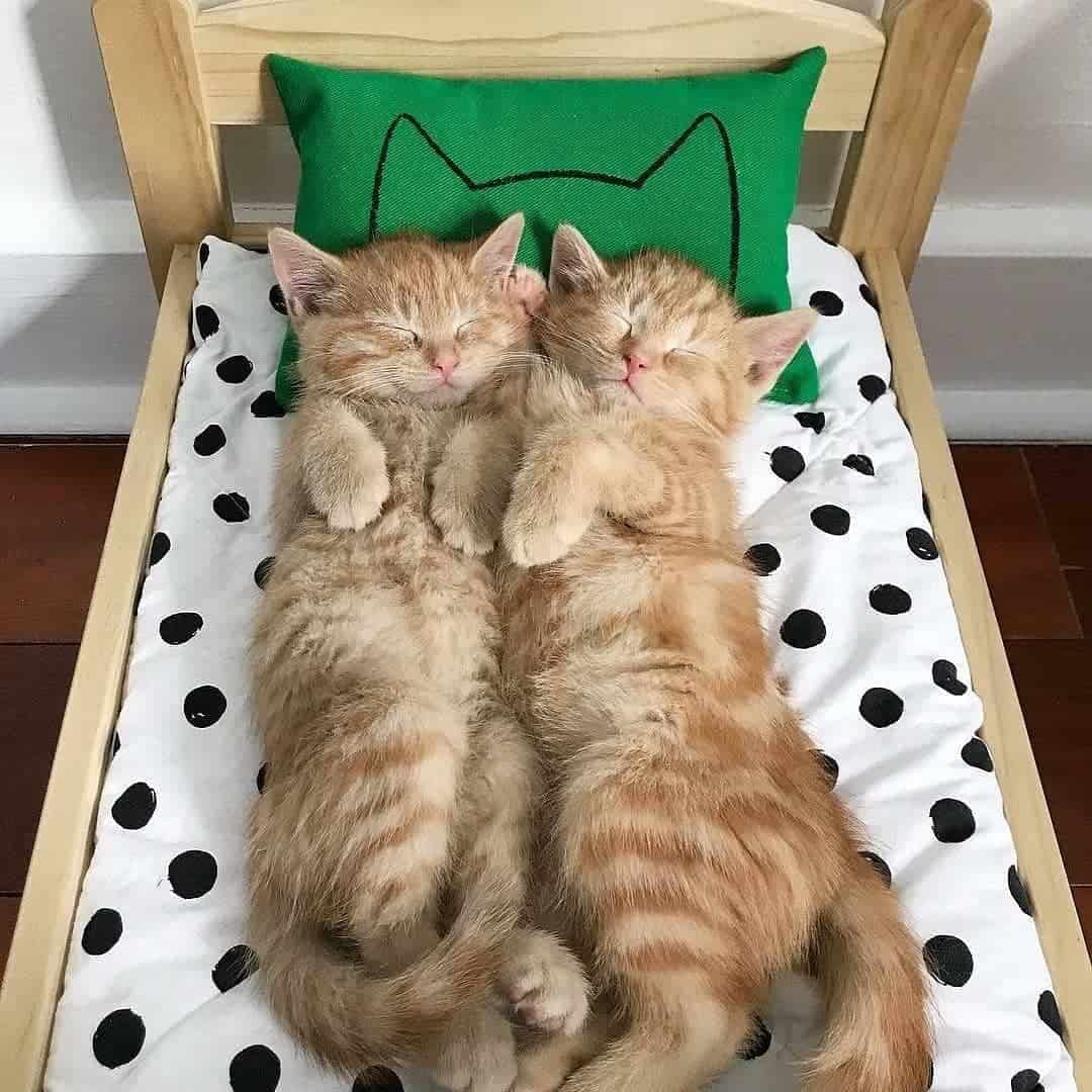 two orange kittens sleeping in an ikea bed