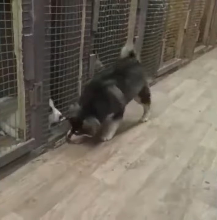 two puppies in a shelter