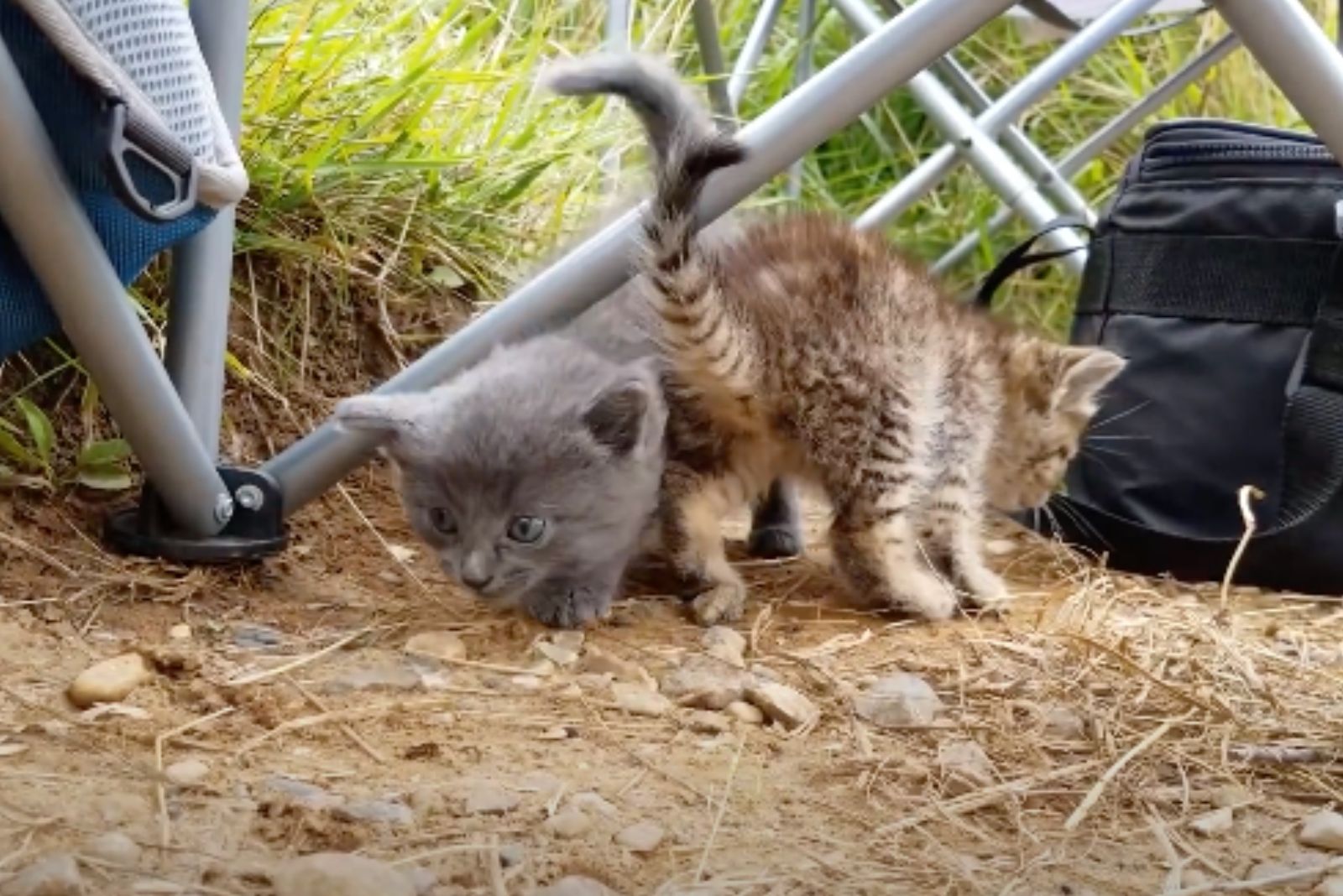 two sweet kittens