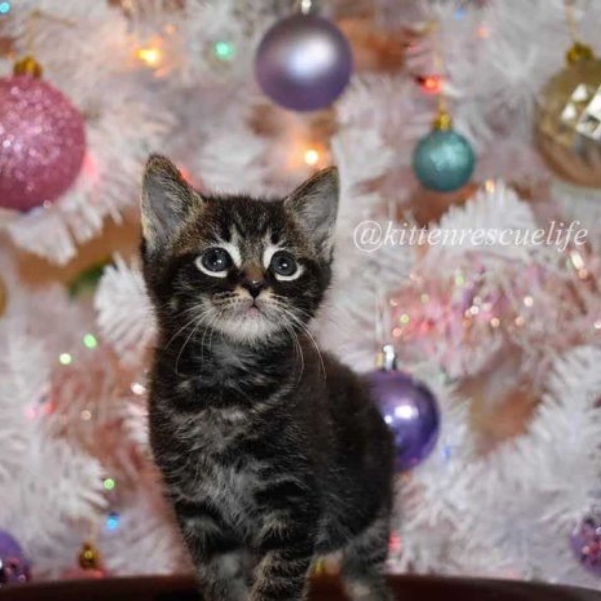 two week old kitten