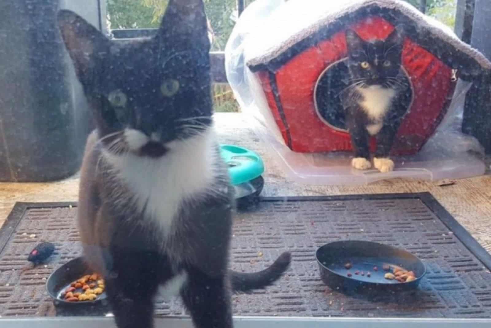 two wild cats in front of the door next to the food