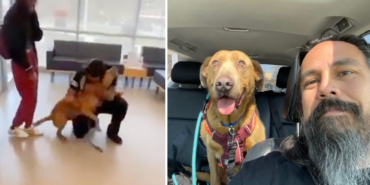 Man Who Vowed to Search Endlessly for His Missing Dog Reunites with Him After 4 Years.