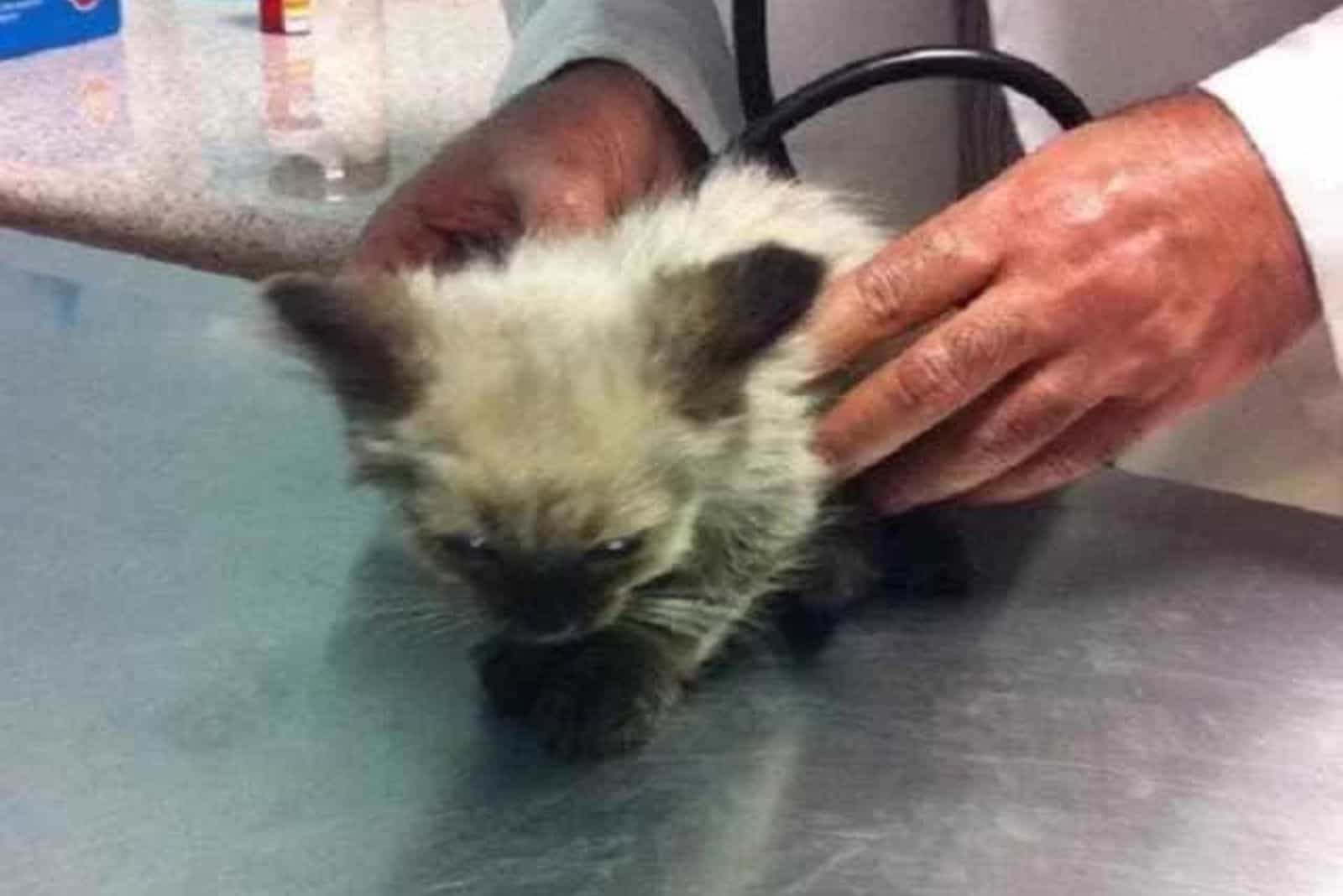 vet and dirty kitten