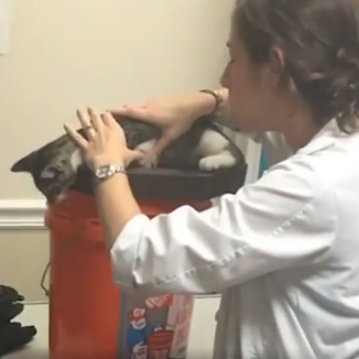 vet and gray kitten